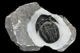 Detailed Gerastos Trilobite Fossil - Morocco #173768-1